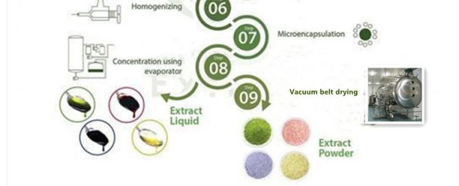 Health Food Banana Musa Standardized Extract Powder