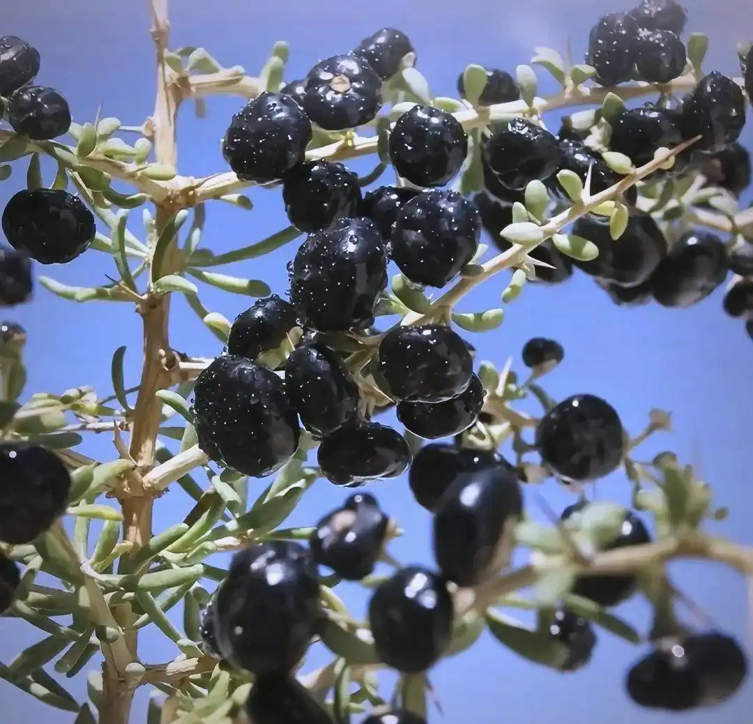 Black Wolfberry